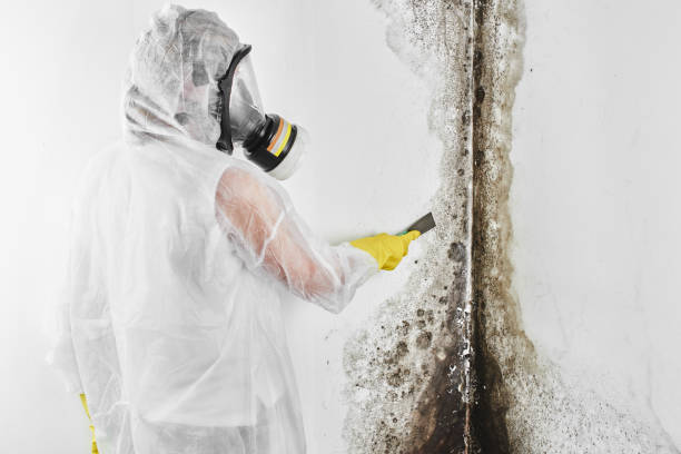 Best Mold Removal Company Near Me  in Beach City, TX