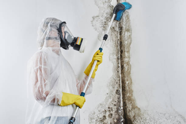 Best Same-Day Mold Removal  in Beach City, TX