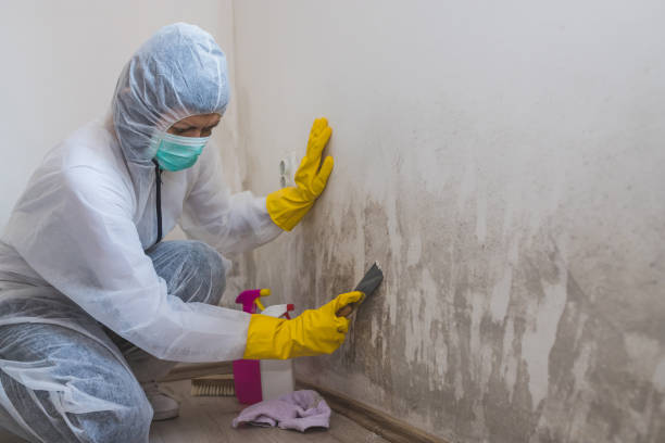 Best Mold Damage Repair  in Beach City, TX