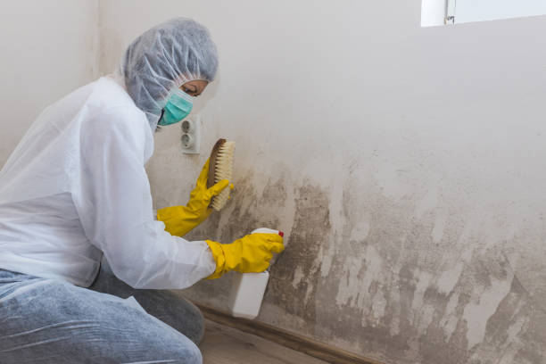 Best Black Mold Removal  in Beach City, TX