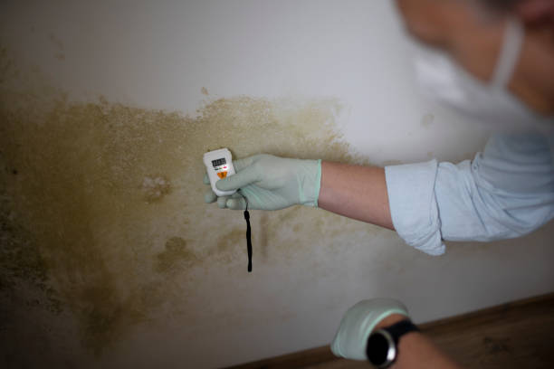 Best Professional Mold Removal  in Beach City, TX