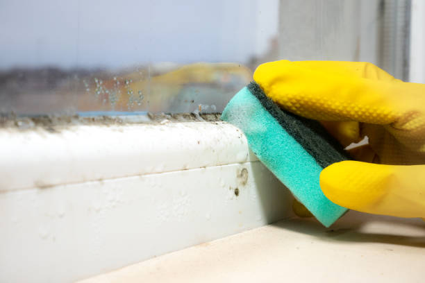 Best Fast Mold Removal  in Beach City, TX