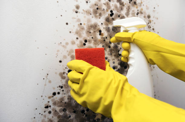 Best Commercial Mold Removal  in Beach City, TX