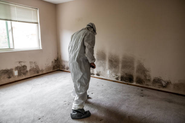 Best Attic Mold Removal  in Beach City, TX