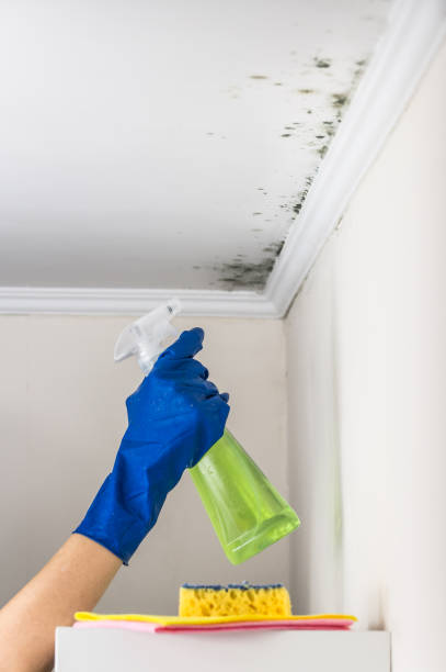 Best Emergency Mold Removal  in Beach City, TX